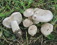 Hygrophorus agathosmus